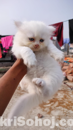 Parsian cat